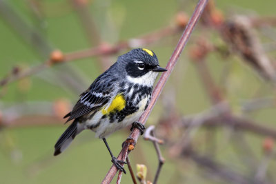 Yellow-rumped Warbler - Setophaga coronata