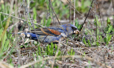 Blue Grosbeak - Passerina caerulea