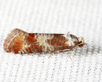 2868 - Pitch Pine Tip Moth - Rhyacionia rigidana