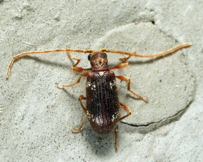 Whitemarked Spider Beetle - Ptinus fur