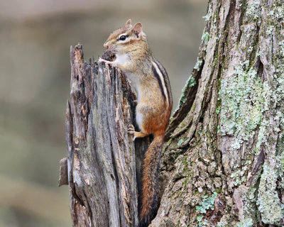 Eastern Chipmunk - Tamias striatus