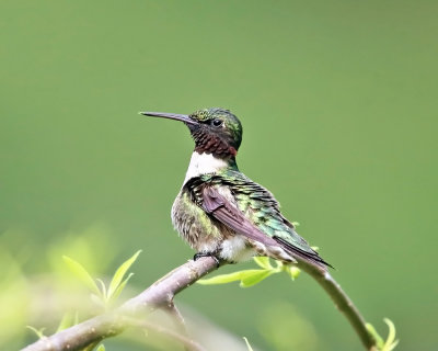 Ruby-throated Hummingbird - Archilochus colubris