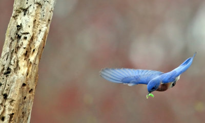 Eastern Bluebird - Sialia sialis