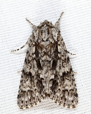 9261 - Impressed Dagger - Acronicta impressa