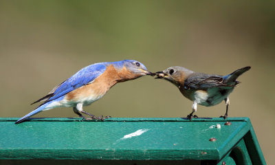 Eastern Bluebirds - Sialia sialis