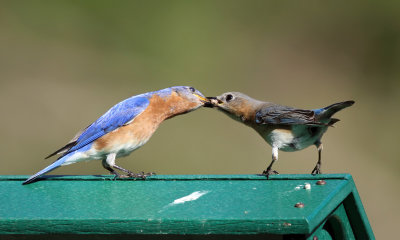 Eastern Bluebirds - Sialia sialis