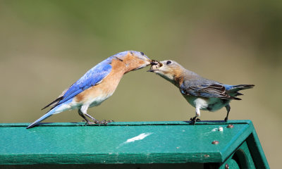 Eastern Bluebirds - Sialia sialis