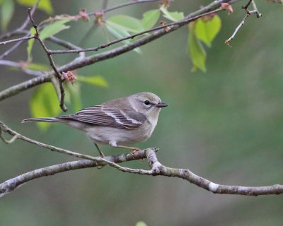 Pine Warbler - Setophaga pinus