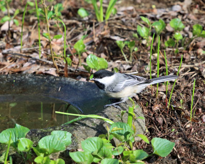 Black-capped Chickadee - Poecile atricapilla