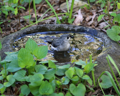 Tufted Titmouse - Baeolophus bicolor