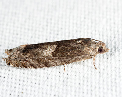 3246 - Shagbark Hickory Leafroller - Pseudexentera cressoniana