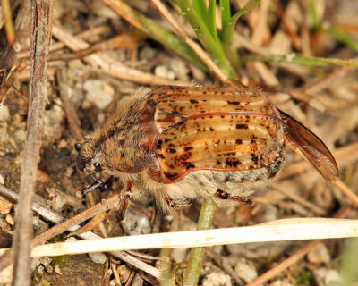 Bumble Flower Beetle - Euphoria inda