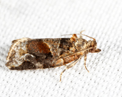 3597 – Red-banded Leafroller Moth – Argyrotaenia velutinana