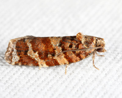 3603 - Jack Pine Tube Moth - Argyrotaenia tabulana