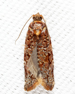 3597 – Red-banded Leafroller Moth – Argyrotaenia velutinana*