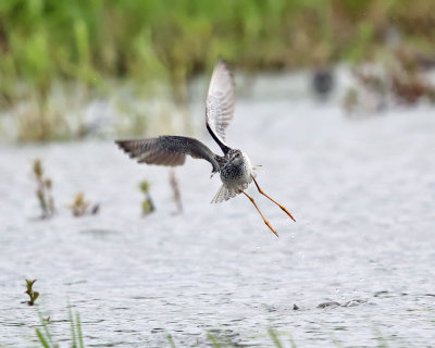 Greater Yellowlegs - Tringa melanoleuca