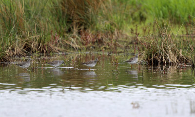 Lesser Yellowlegs - Tringa flavipes