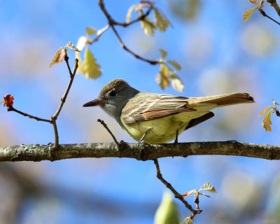 Great Crested Flycatcher - Myiarchus crinitus