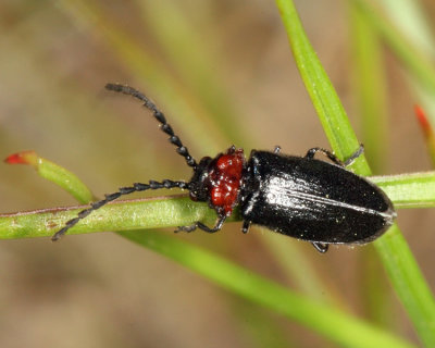 Ditemnus latilobus