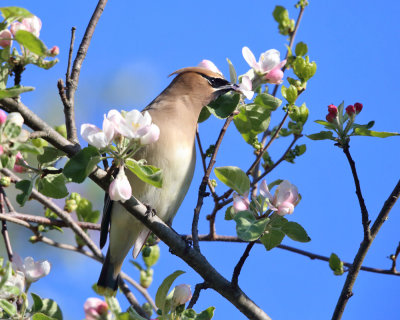 Cedar Waxwing - Bombycilla cedrorum