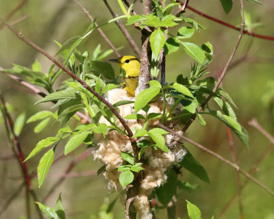 Yellow Warbler - Setophaga petechia