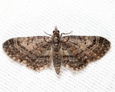 7459 - Eupithecia columbiata