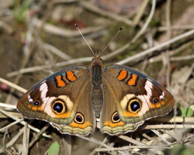 Common Buckeye - Junonia coenia