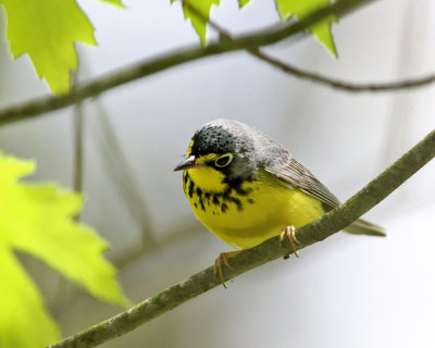 Canada Warbler - Cardellina canadensis