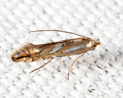 Phyllonorycter sp.