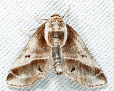 8969 - Doubleday's Baileya - Baileya doubledayi