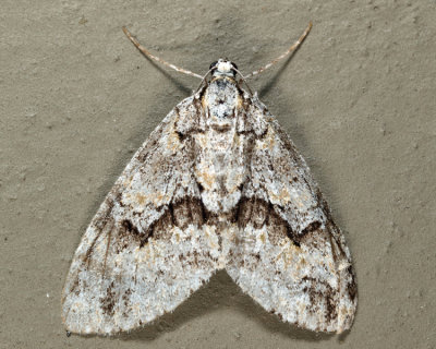 7637 - Mottled Gray Carpet - Cladara limitaria