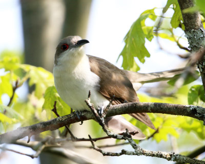 Black-billed Cuckoo - Coccyzus erythropthalmus