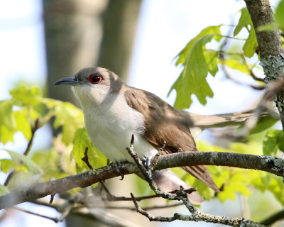 Black-billed Cuckoo - Coccyzus erythropthalmus