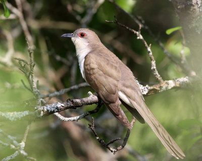 Black-billed Cuckoo - Coccyzus erythropthalmus