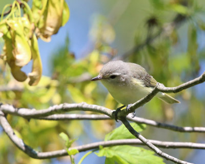 Warbling Vireo - Vireo gilvus