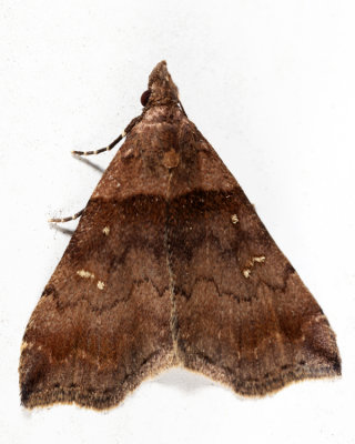 8393 - Ambiguous Moth - Lascoria ambigualis