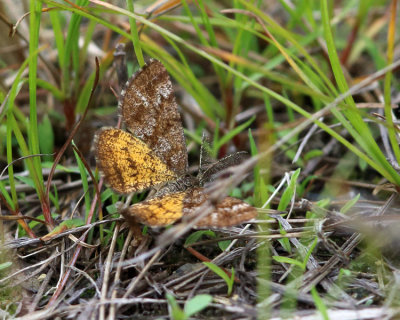 6436 - Cranberry Spanworm Moth - Ematurga amitaria