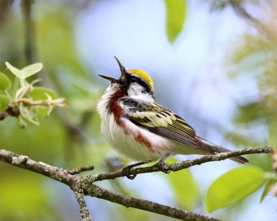 Chestnut-sided Warbler