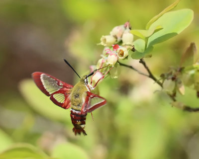 7853 - Hummingbird Clearwing Moth - Hemaris thysbe