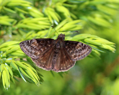 Wild Indigo Duskywing - Erynnis baptisiae