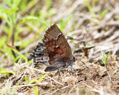 Frosted Elfin - Callophrys irus