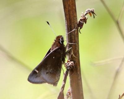 Dusted Skipper - Atrytonopsis hianna