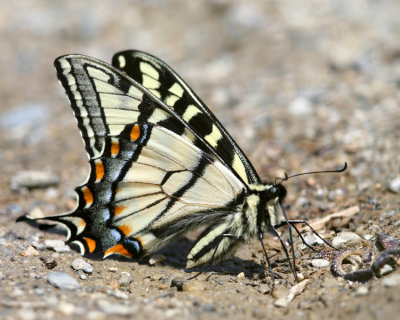 Canadian Tiger Swallowtail - Papilio canadensis