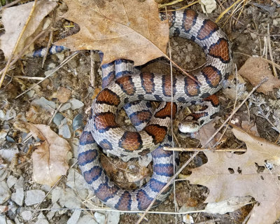 Eastern Milk Snake - Lampropeltis triangulum triangulum