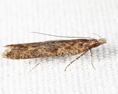 2281 - Palmerworm Moth - Dichomeris ligulella