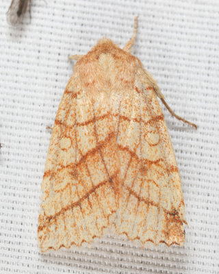 9930 - Citrine Sallow - Pyreferra citrombra