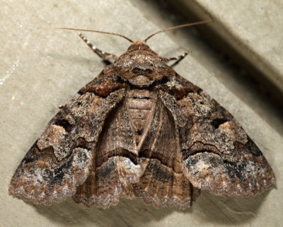 8703 - Pine False Looper - Zale duplicata