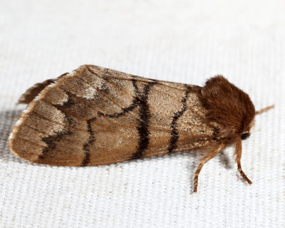 9182 - Eastern Panthea - Panthea furcilla