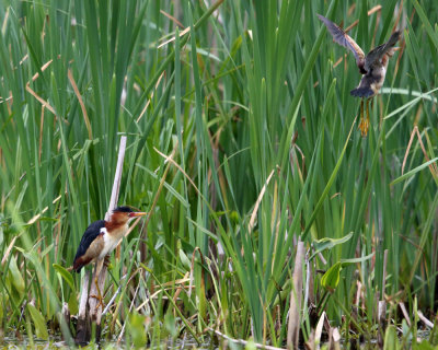 Least Bittern - Ixobrychus exilis