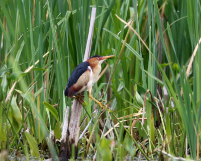 Least Bittern - Ixobrychus exilis